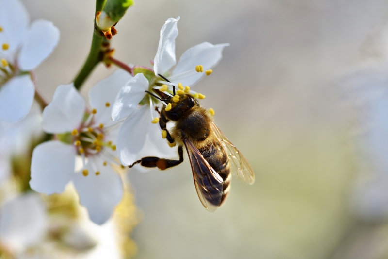 jardinerie-ST PIERRE-min_bee-4092986